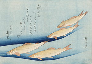 初代歌川広重『（魚づくし 鮎）』当館蔵